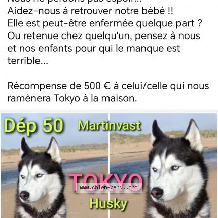 Photo 1/1 Tokyo Chien lost in Martinvast