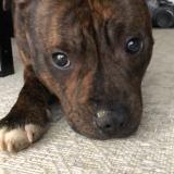 Picture of dog lost at Hardencourt Cocherel