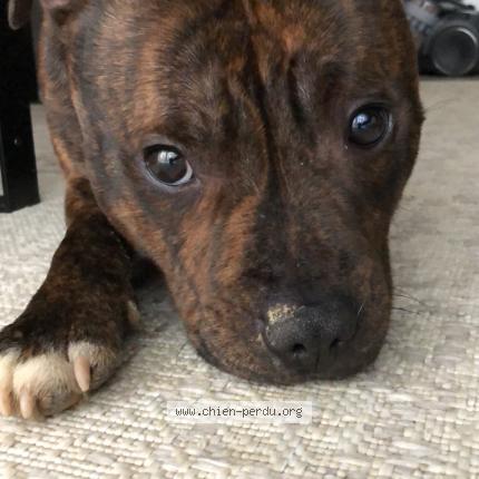 Photo 1/1 Django Chien lost in Hardencourt cocherel