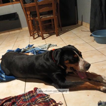 Photo 1/1 Found dog Found in St germain