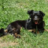 Picture of dog lost at San Pedro Sula