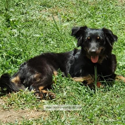 Photo 1/1 Luna Chien lost in San pedro sula