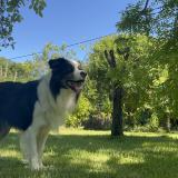 Picture of dog lost at Saint Puy 32