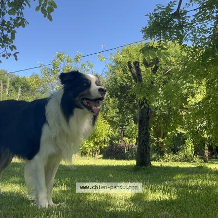 Photo 1/1 Bodhi Chien lost in Saint puy 32