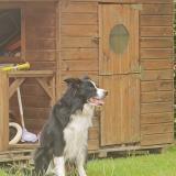 Picture of dog lost at Soliers