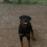 Picture of dog lost at Saint Gervasy