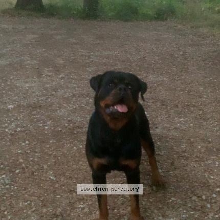 Photo 1/1 Sprite Dog lost in Saint gervasy