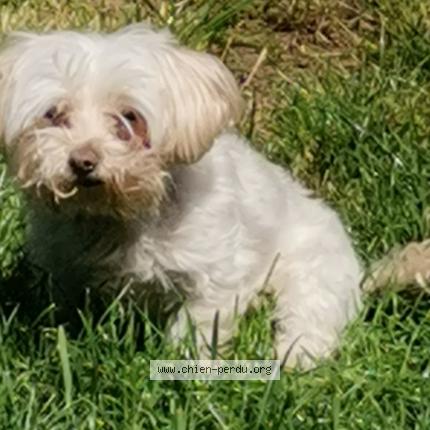 Photo 1/1 Noisette Chien lost in Saint ebremond de bonfosse