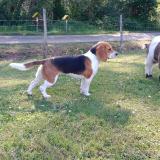 Picture of dog lost at Misson