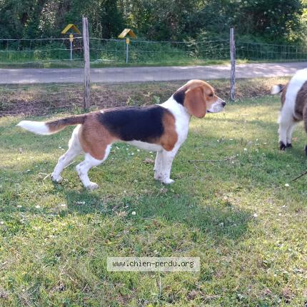 Photo 1/1 Uka Chien lost in Misson