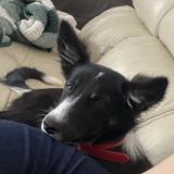 Picture of dog lost at Reynes