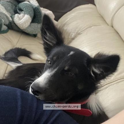 Photo 1/1 Thalie Chien lost in Reynes