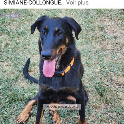 Photo 1/1 Urkane Chien lost in Simiane collongue