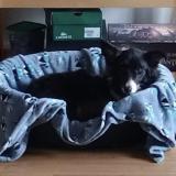 Picture of dog lost at Saint Rivoal