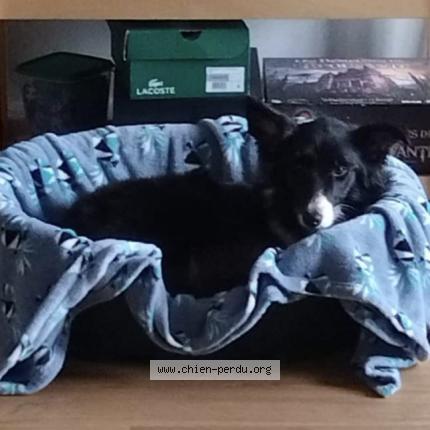 Photo 1/1 princesse Chien lost in Saint rivoal