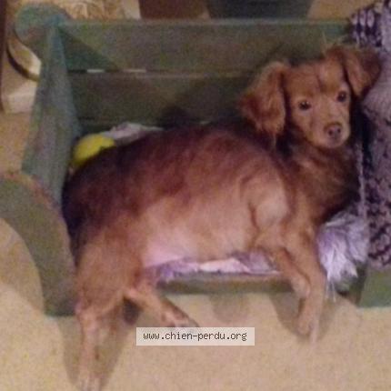 Photo 1/1 Tessa Chien lost in Sainte bazeille