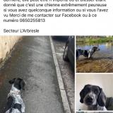 Picture of dog lost at L Arbresle