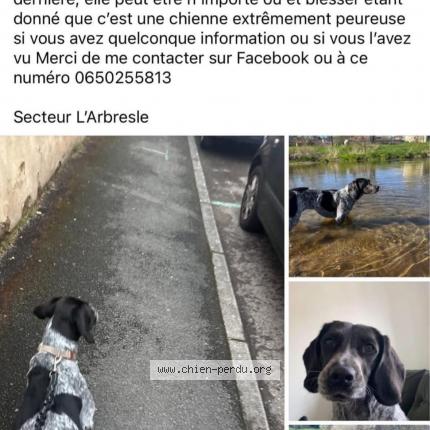 Photo 1/1 Lexie Chien lost in L arbresle