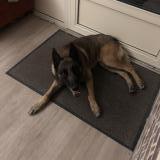 Picture of dog lost at Roncherolles