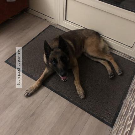 Photo 1/2 Neewack Chien lost in Roncherolles