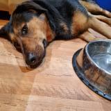 Picture of dog found at Oyonnax