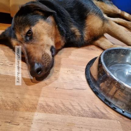 Photo 1/1 Found dog Found in Oyonnax