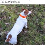 Picture of dog lost at Vineuil