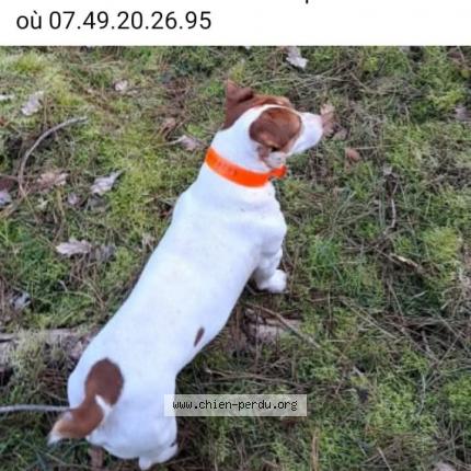 Photo 1/1 Max Chien lost in Vineuil