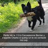 Picture of dog lost at Carcassonne