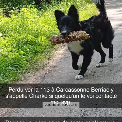 Photo 1/1 Charko Chien lost in Carcassonne
