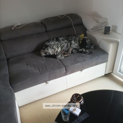 Photo 1/1 Uno Chien lost in Rouffiac