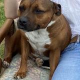 Picture of dog lost at Cadalen