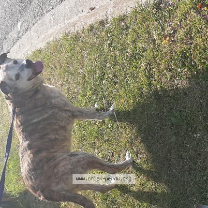 Photo 1/1 Found dog Found in Barastre