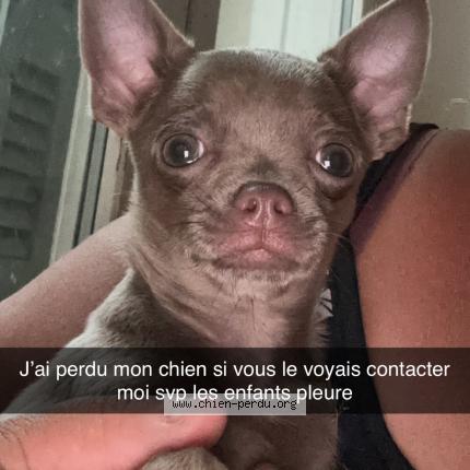 Photo 1/1 Cookie Chien lost in Perpignan