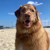 Picture of dog lost at Biscarrosse Plage