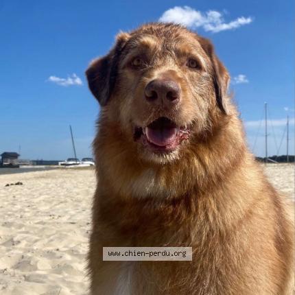 Photo 1/1 Utrade Chien lost in Biscarrosse plage