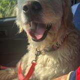 Picture of dog lost at Saint Clair Du Rhone