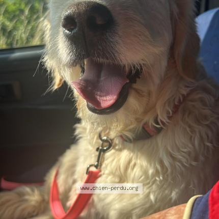 Photo 1/1 Saori Chien lost in Saint clair du rhone