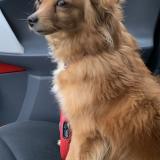 Picture of dog lost at Aulnay Sous Bois