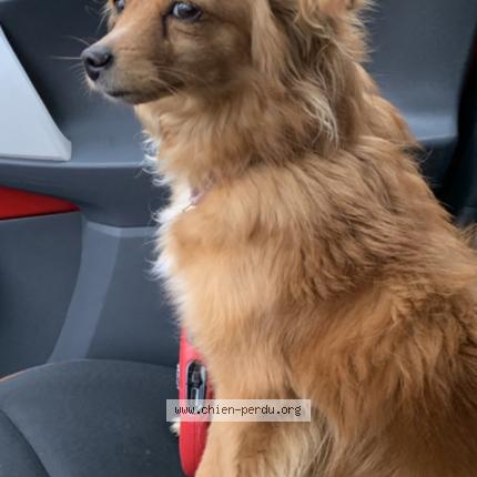 Photo 1/1 Lili Chien lost in Aulnay sous bois