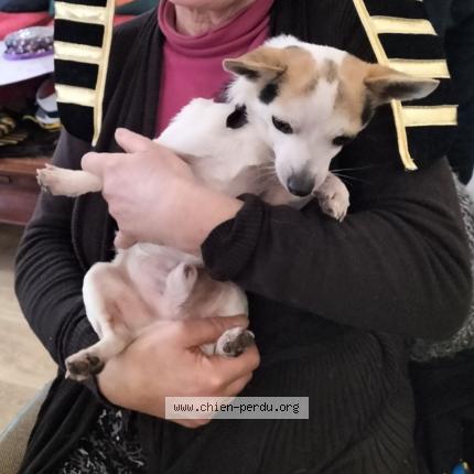 Photo 1/1 mamouth Chien lost in Treogan