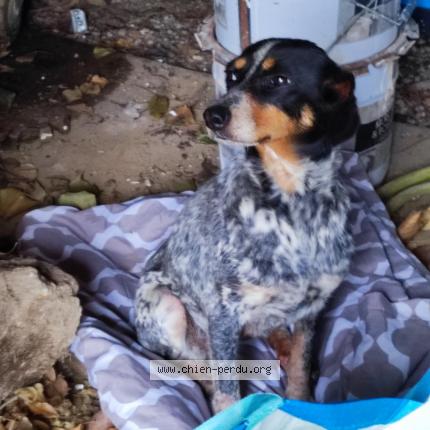 Photo 1/1 Found dog Found in Magny le desert