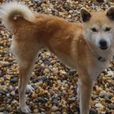 Picture of dog lost at Ascain