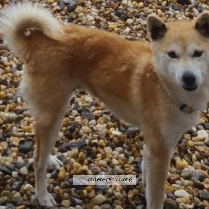 Photo 1/1 Naya Chien lost in Ascain