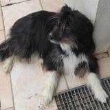 Picture of dog lost at Manduel