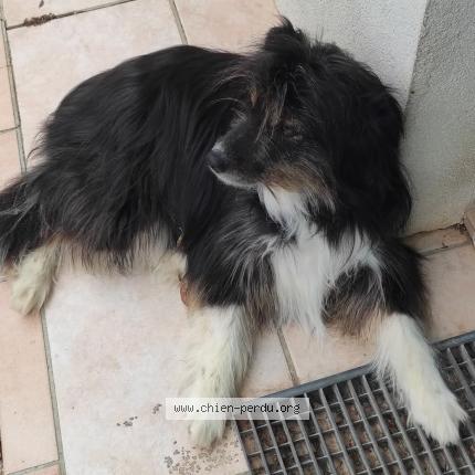 Photo 1/1 Naïa Dog lost in Manduel