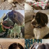 Picture of dog lost at Borgo