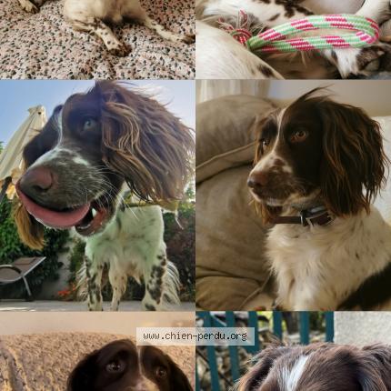 Photo 1/1 Piuma Chien lost in Borgo