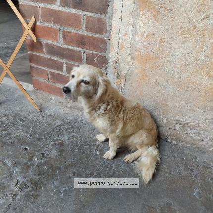 Photo 1/1 Found dog Found in Guatemala