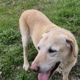 Picture of dog lost at Pougny